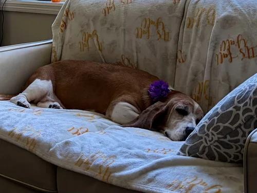 Enlarge Lily, a Adoptable Basset Hound in St. Paul, MN image 5/5
