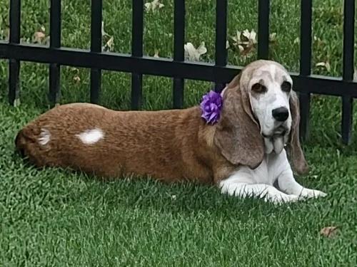 Enlarge Lily, a Adoptable Basset Hound in St. Paul, MN image 1/5