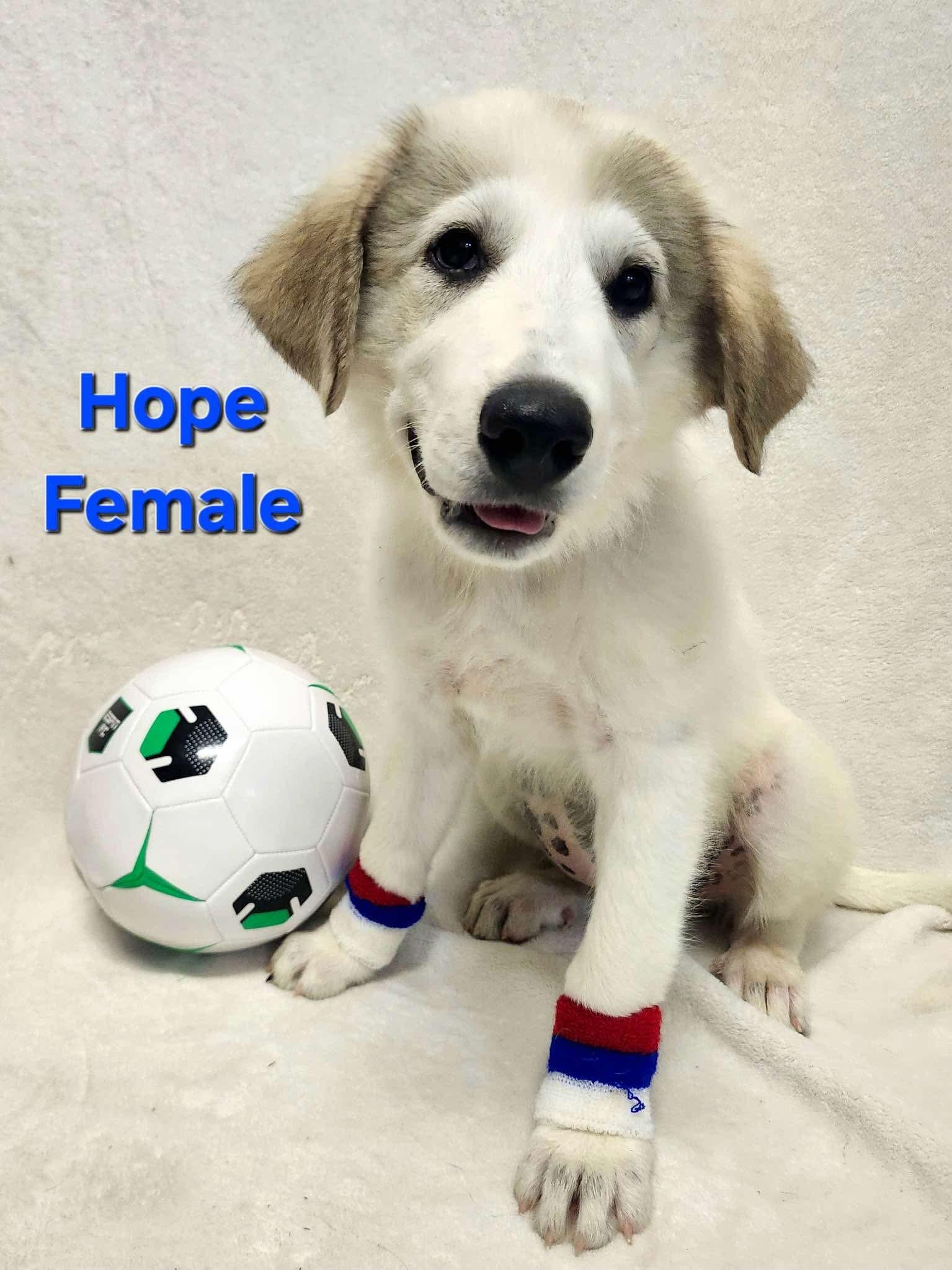 Nelly the Anatolian Shepherd Puppy, a Adoptable mixed breed in Muskego, WI image 2/5