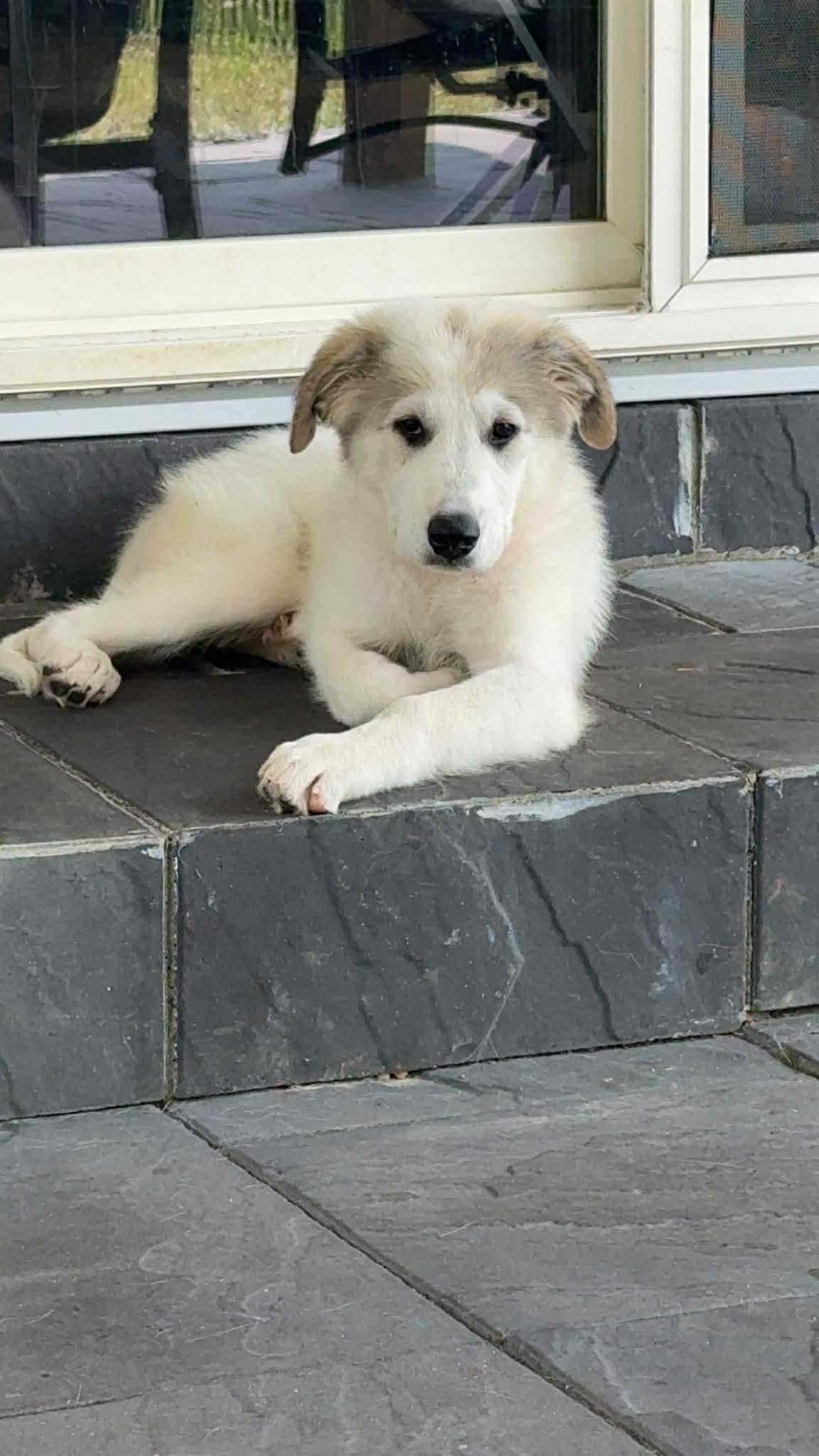 Nelly the Anatolian Shepherd Puppy, Adoptable, Puppy Female Anatolian Shepherd & Great Pyrenees.