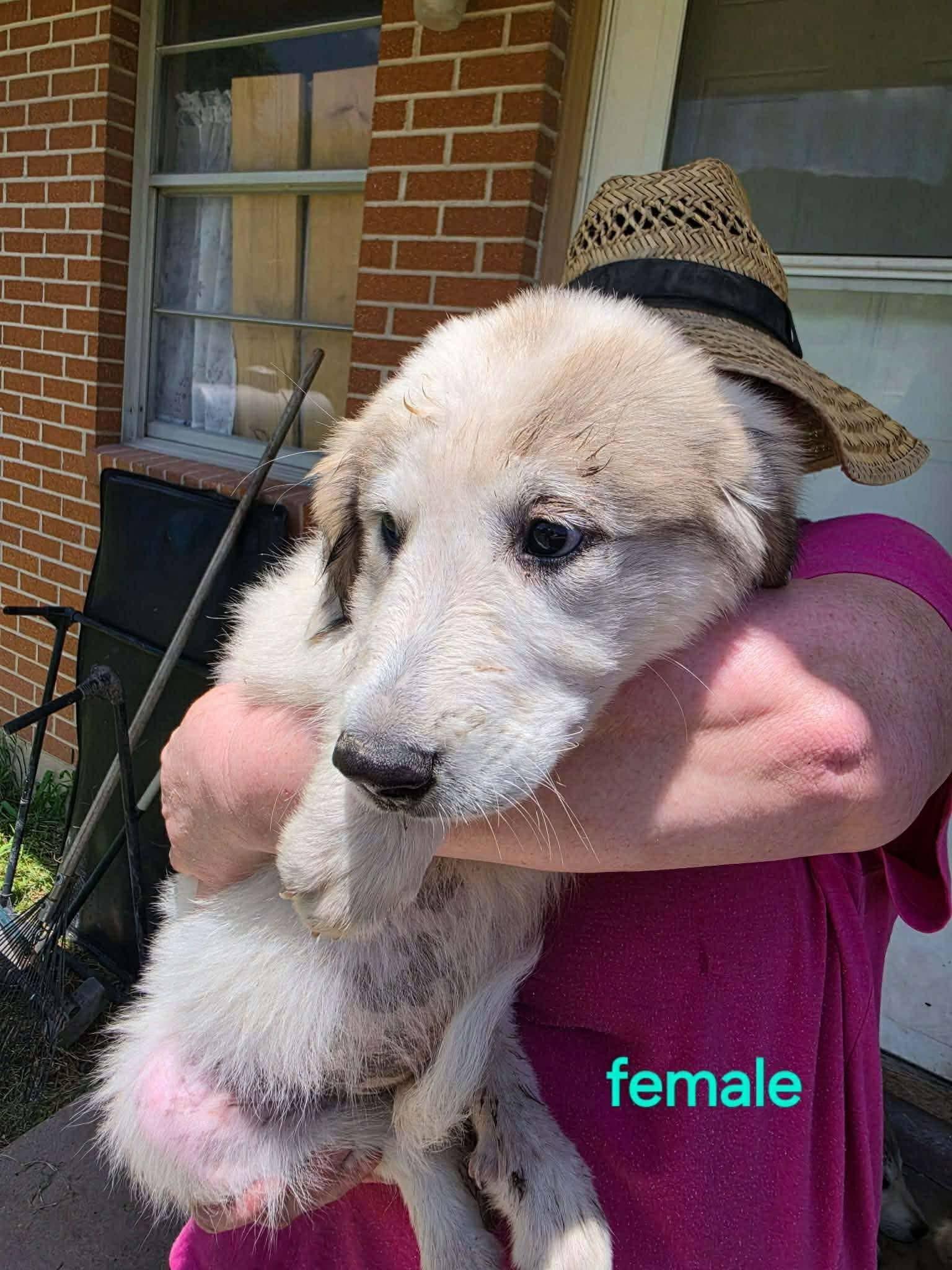 Nelly the Anatolian Shepherd Puppy, a Adoptable mixed breed in Muskego, WI image 3/5