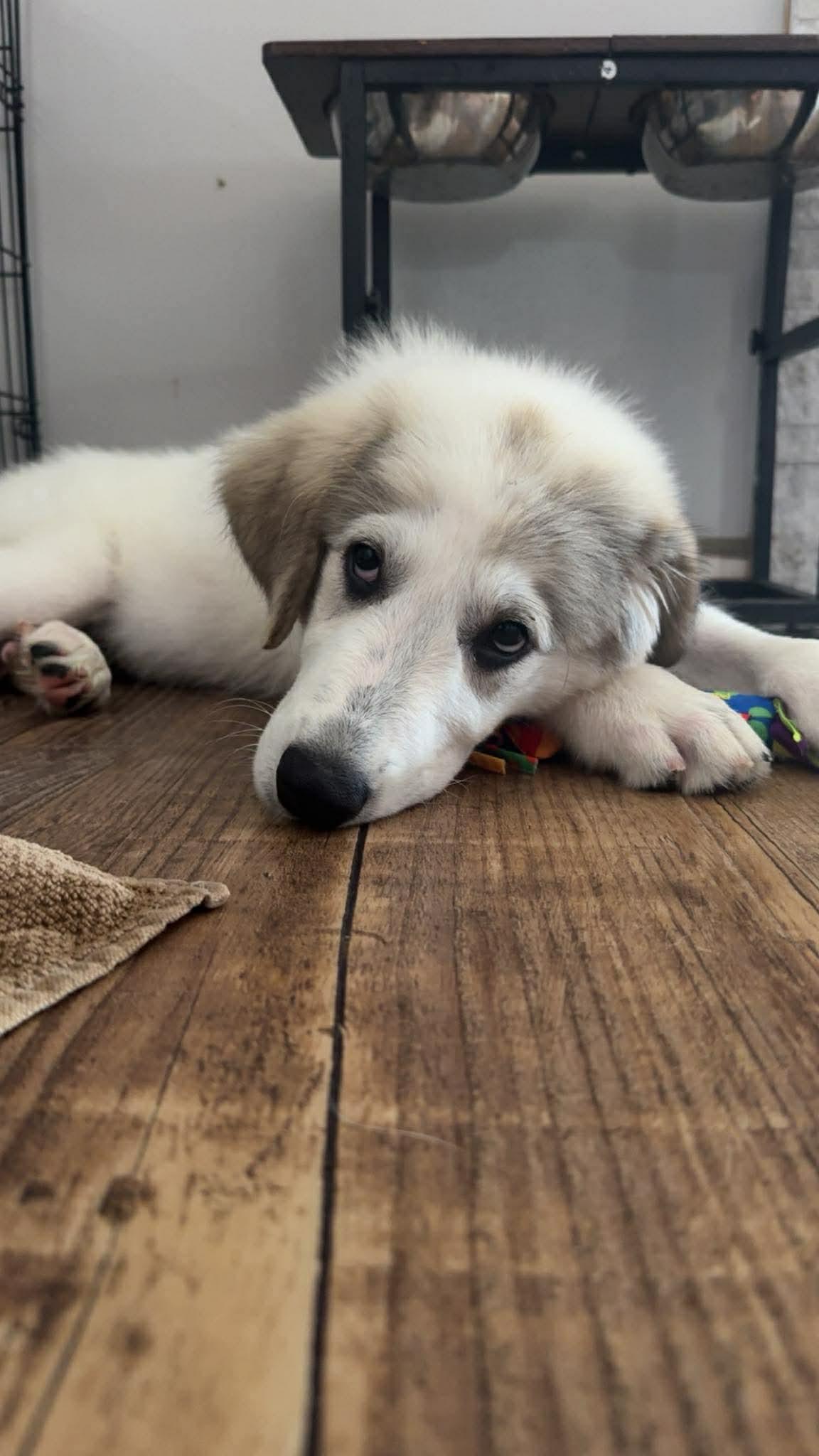 Nelly the Anatolian Shepherd Puppy, a Adoptable mixed breed in Muskego, WI image 5/5
