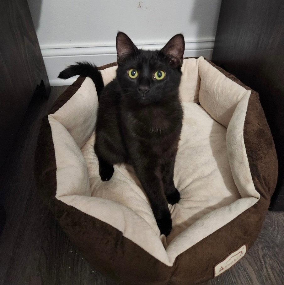 Baloo, Adopted, Kitten Male Domestic Short Hair.