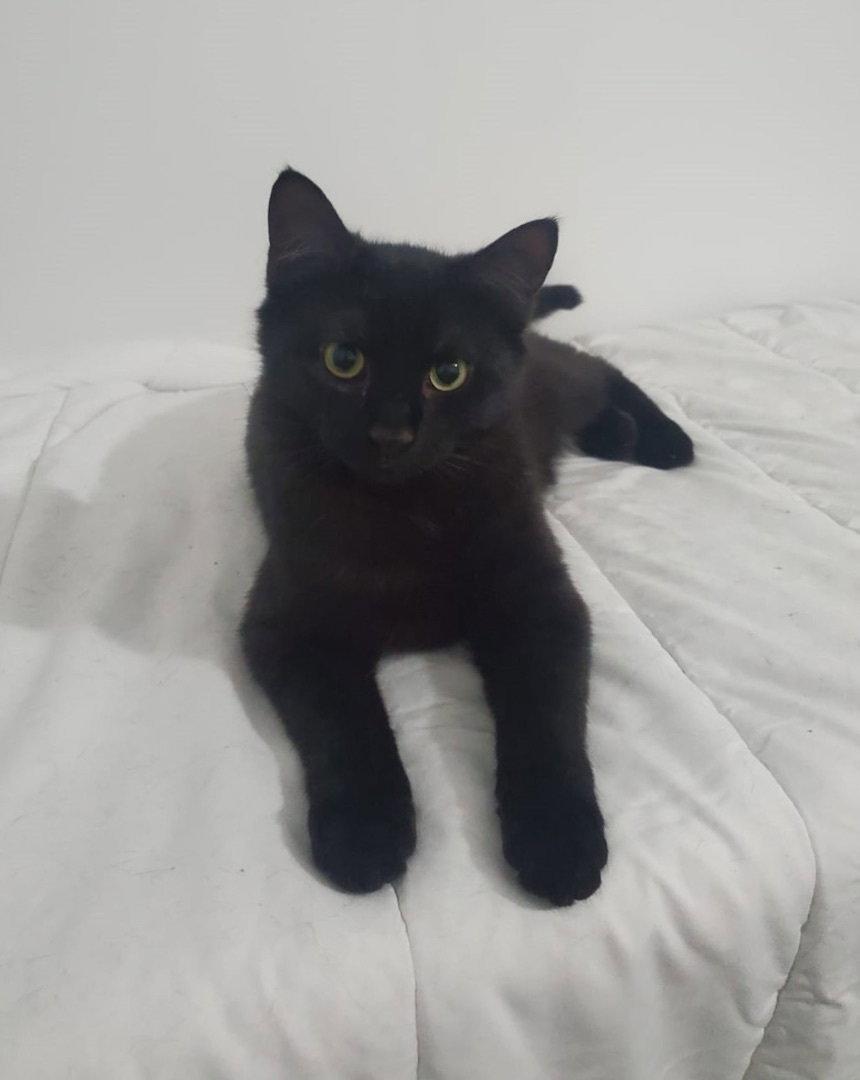 Enlarge Baloo, a Adopted Domestic Short Hair in Reston, VA image 2/2