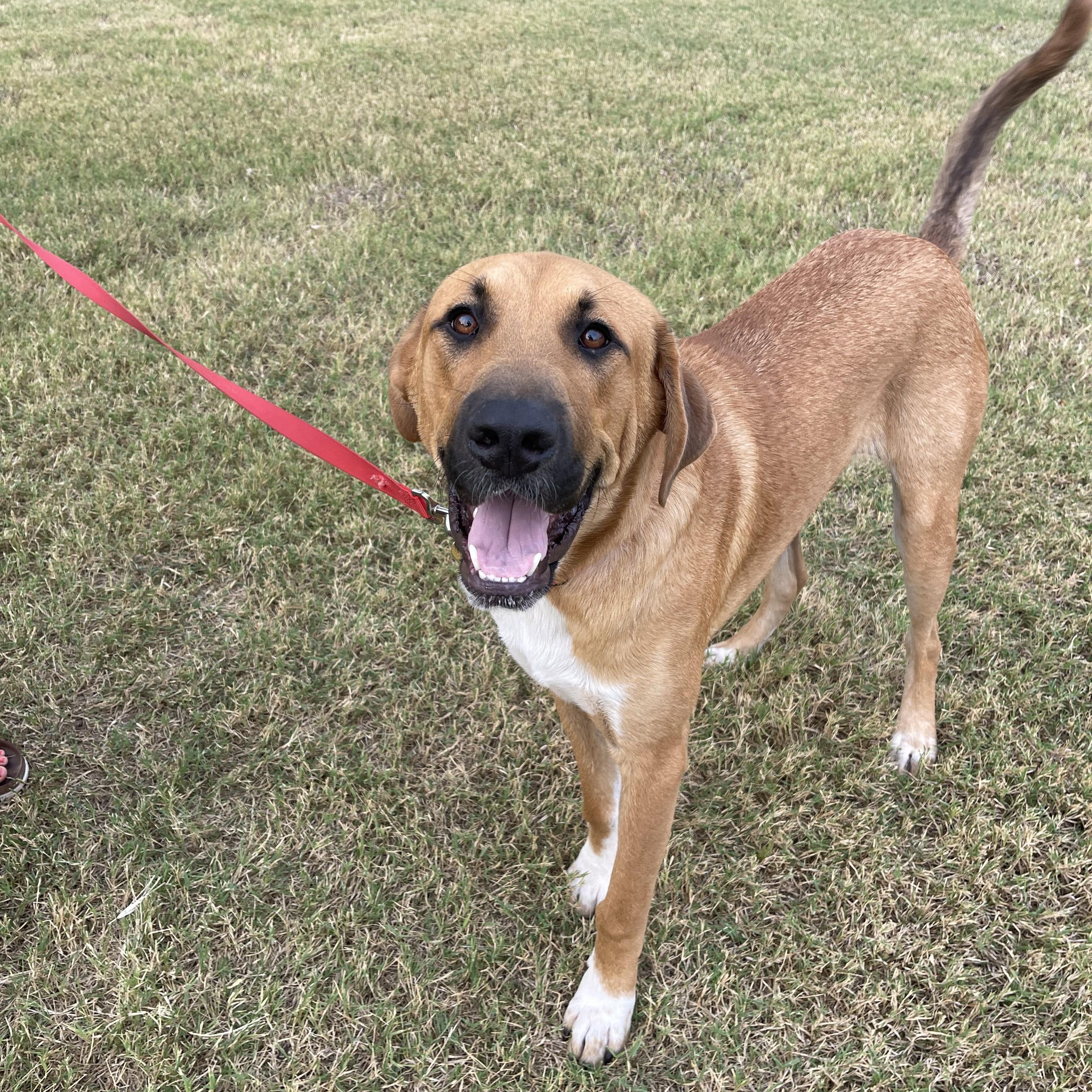 Bodhi - Adoptable Pet | Petfinder