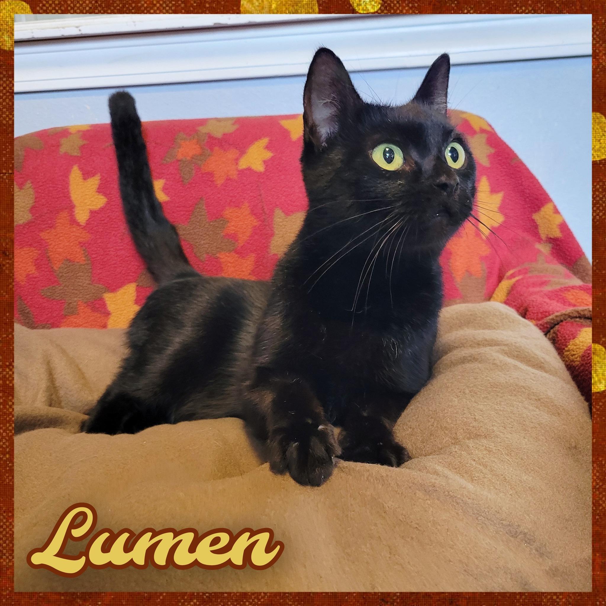 Lumen, ADOPTABLE, Adult Female Domestic Short Hair.