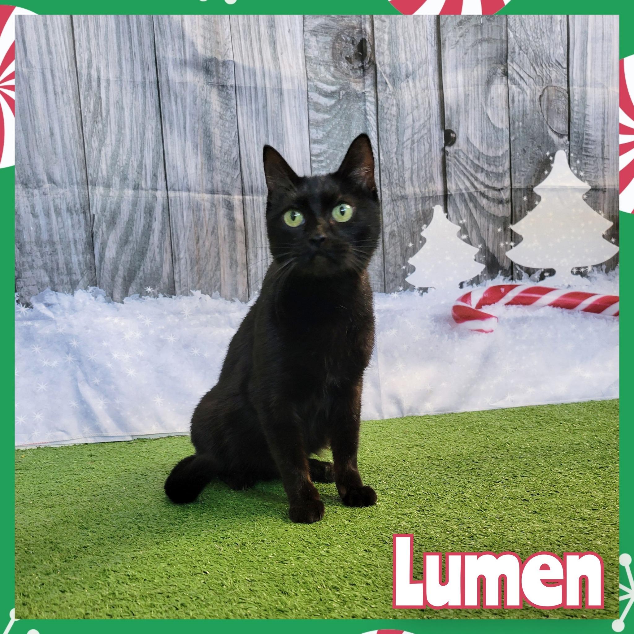 Enlarge Lumen, a ADOPTABLE Domestic Short Hair in Daingerfield, TX image 1/2