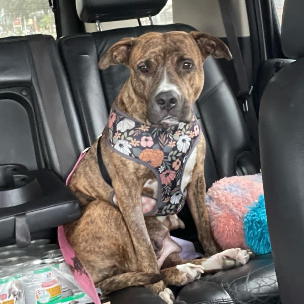 Enlarge Fabiola, a Adoptable American Staffordshire Terrier in Boise, ID image 2/5