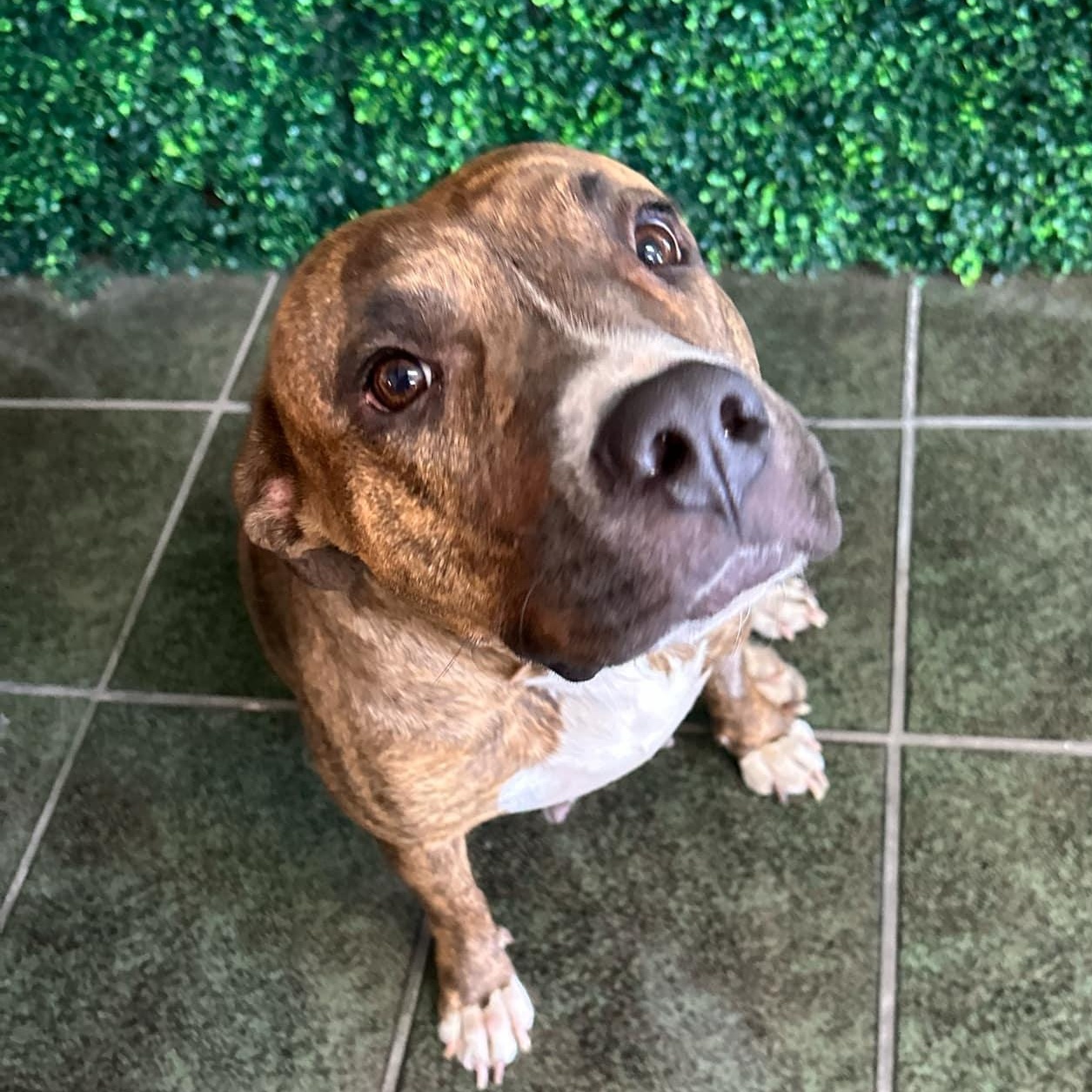 Fabiola, Adoptable, Adult Female American Staffordshire Terrier.