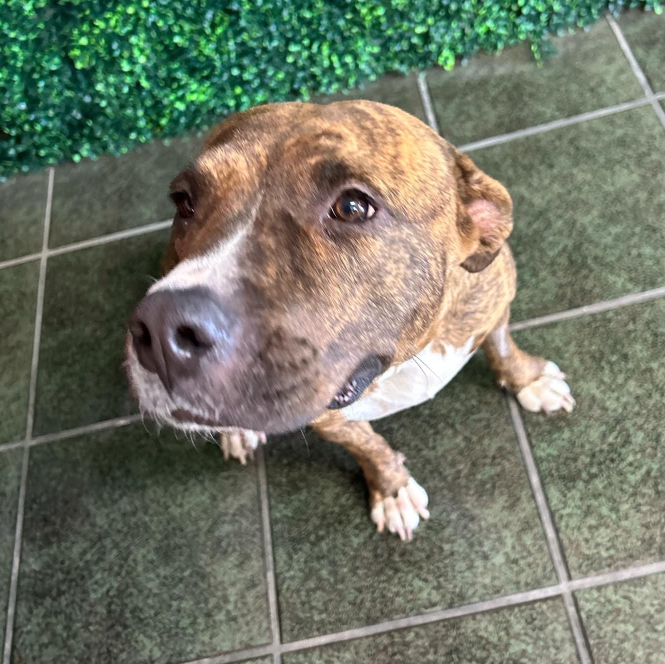 Enlarge Fabiola, a Adoptable American Staffordshire Terrier in Boise, ID image 3/5