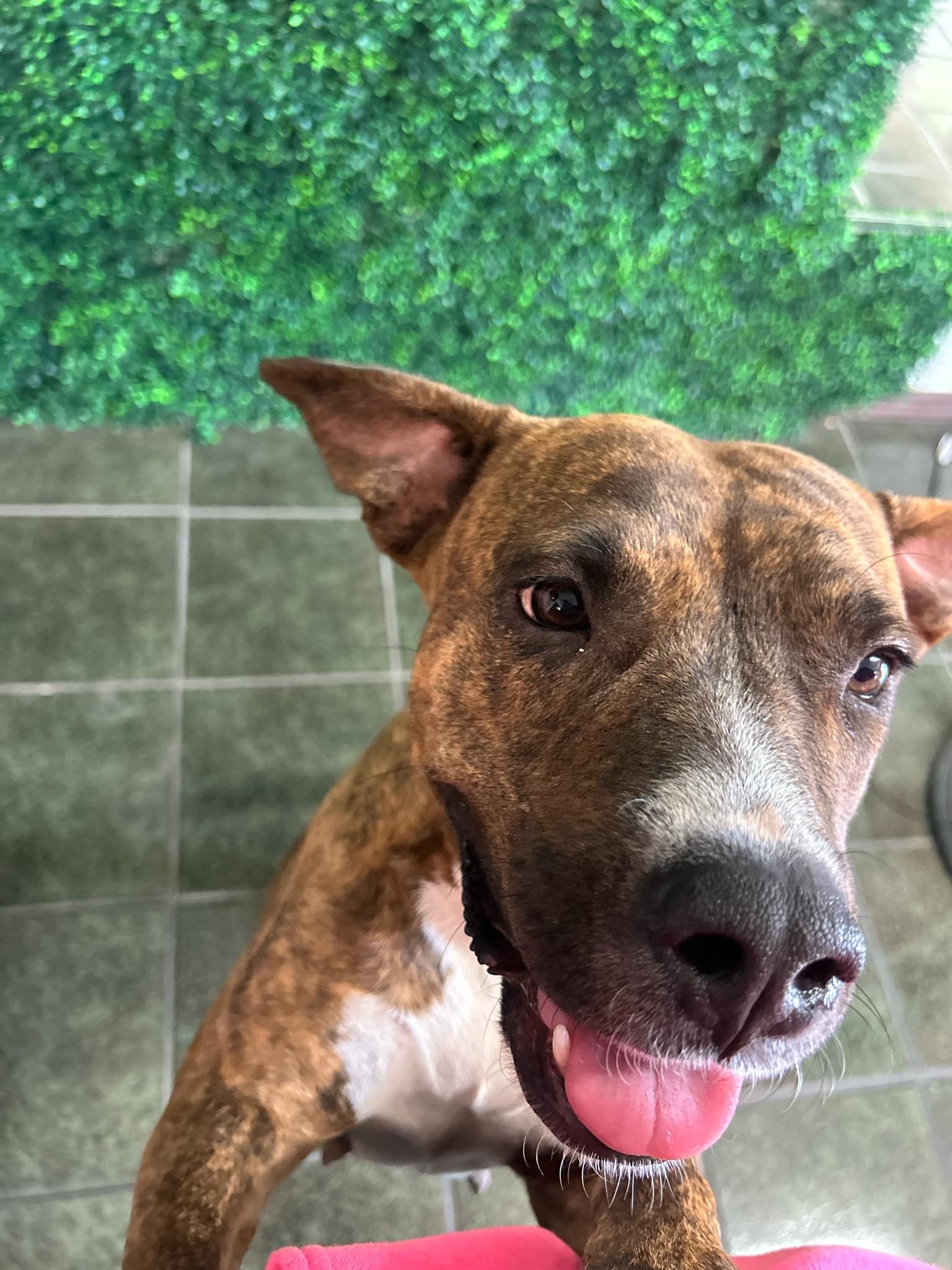 Enlarge Fabiola, a Adoptable American Staffordshire Terrier in Boise, ID image 4/5