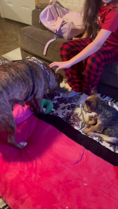 Enlarge Fabiola, a Adoptable American Staffordshire Terrier in Boise, ID video 5/5