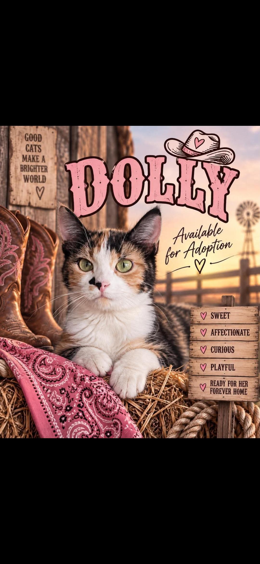 Dolly, Adoptable, Young Female Domestic Short Hair.