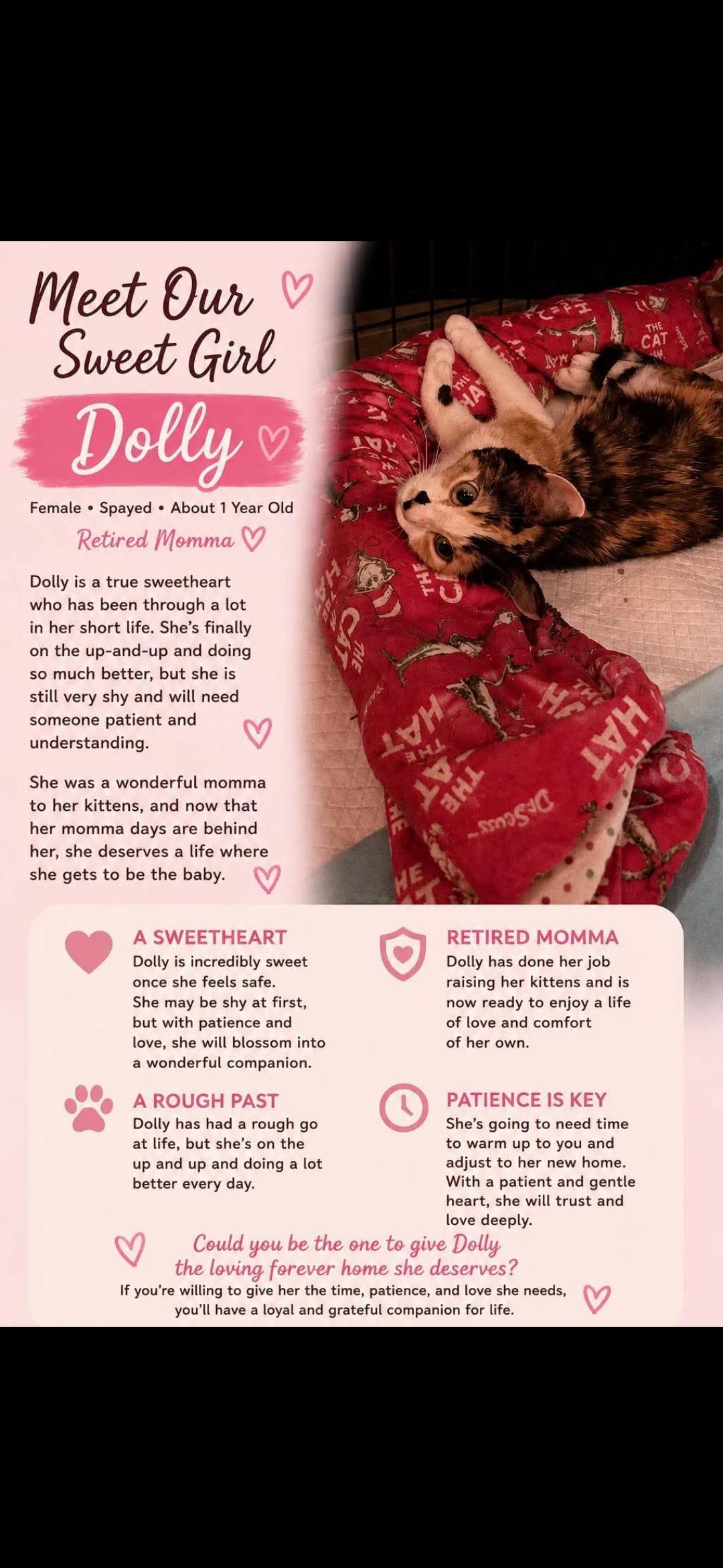 Enlarge Dolly, a Adoptable Domestic Short Hair in Brigham City, UT image 2/4