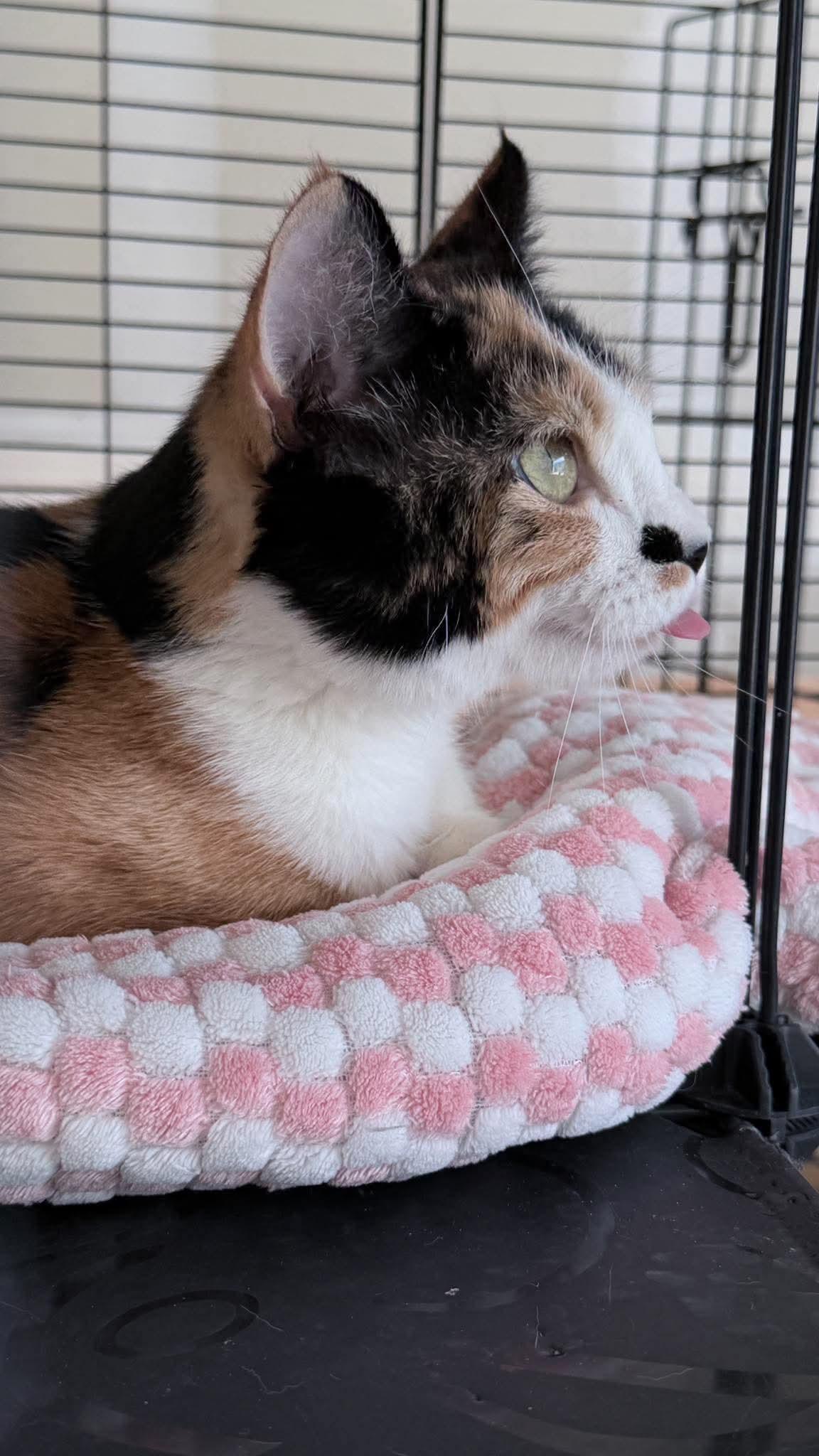 Enlarge Dolly, a Adoptable Domestic Short Hair in Brigham City, UT image 3/4