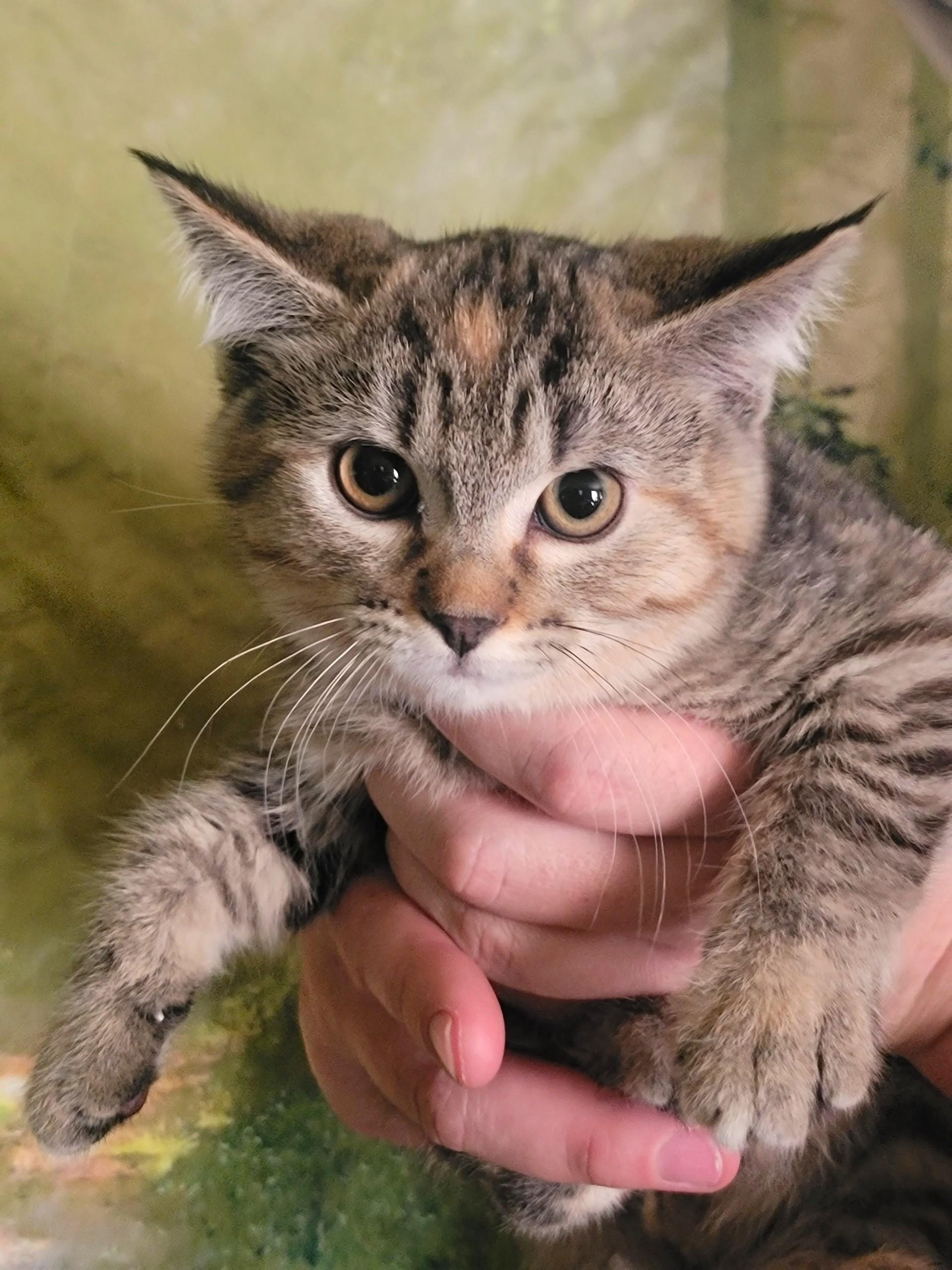Faith, ADOPTABLE, Kitten Female Domestic Short Hair.