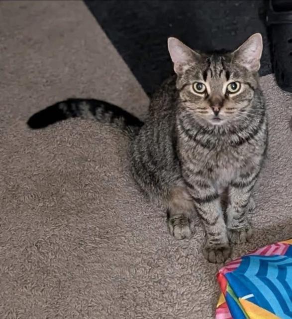 Enlarge Mint Julep, a ADOPTABLE Domestic Short Hair in Johnsburg, IL image 4/6