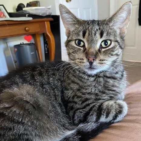 Mint Julep, ADOPTABLE, Adult Female Domestic Short Hair.