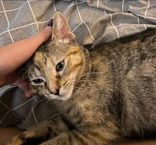 Enlarge Mint Julep, a ADOPTABLE Domestic Short Hair in Johnsburg, IL image 6/6