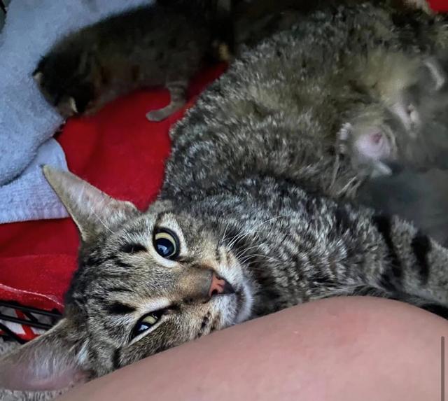 Enlarge Mint Julep, a ADOPTABLE Domestic Short Hair in Johnsburg, IL image 5/6