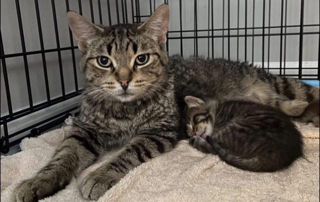 Enlarge Mint Julep, a ADOPTABLE Domestic Short Hair in Johnsburg, IL image 2/6