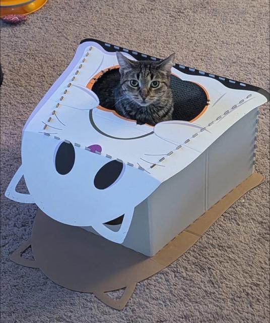 Enlarge Mint Julep, a ADOPTABLE Domestic Short Hair in Johnsburg, IL image 3/6