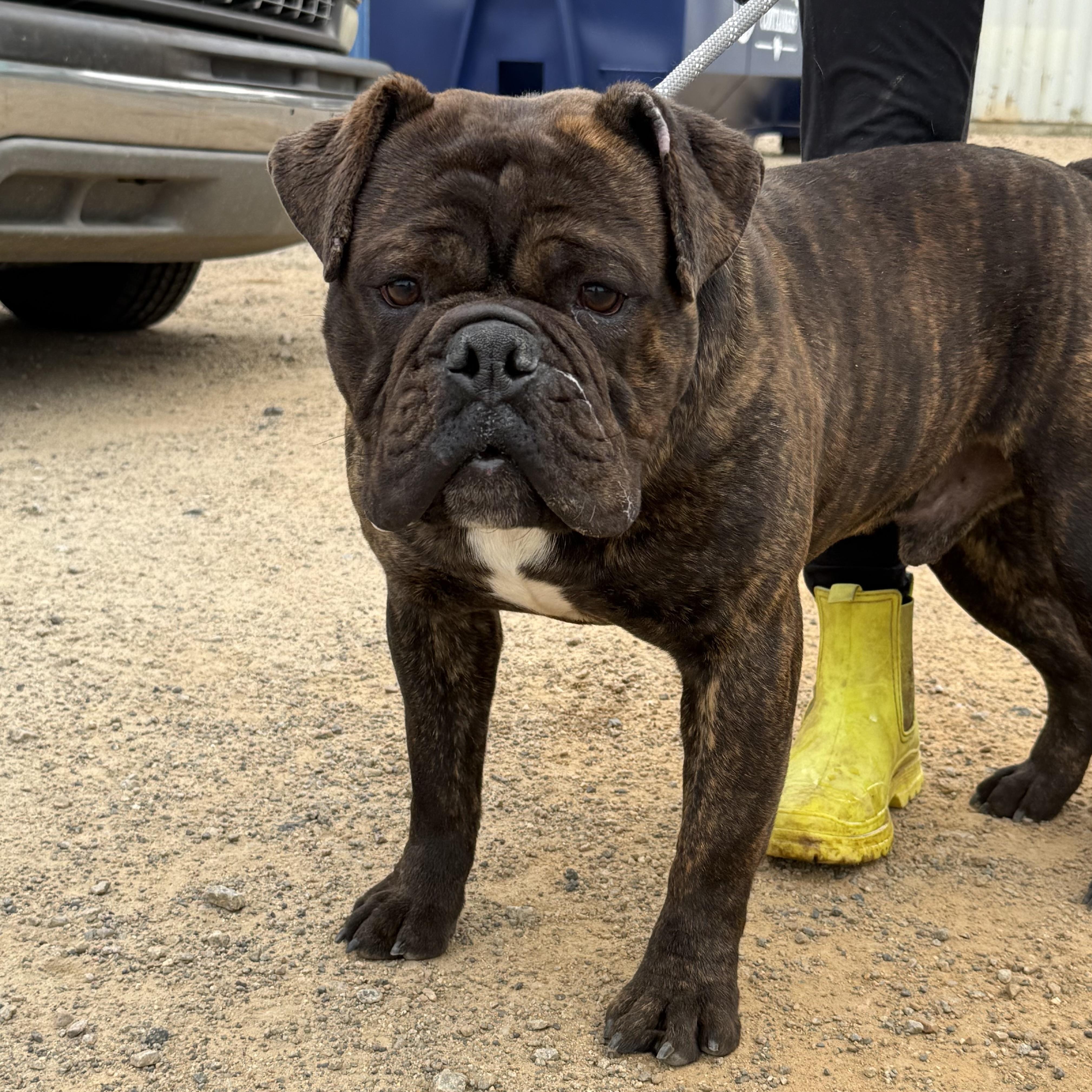 Kash — thumbnail 4