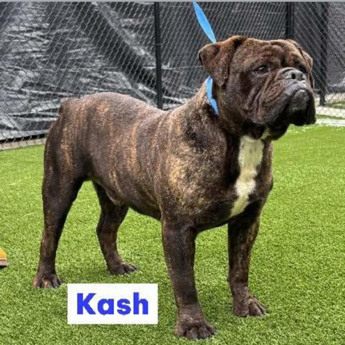 Kash — thumbnail 5