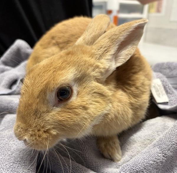 Skylander, Adoptable, Adult Male Palomino.