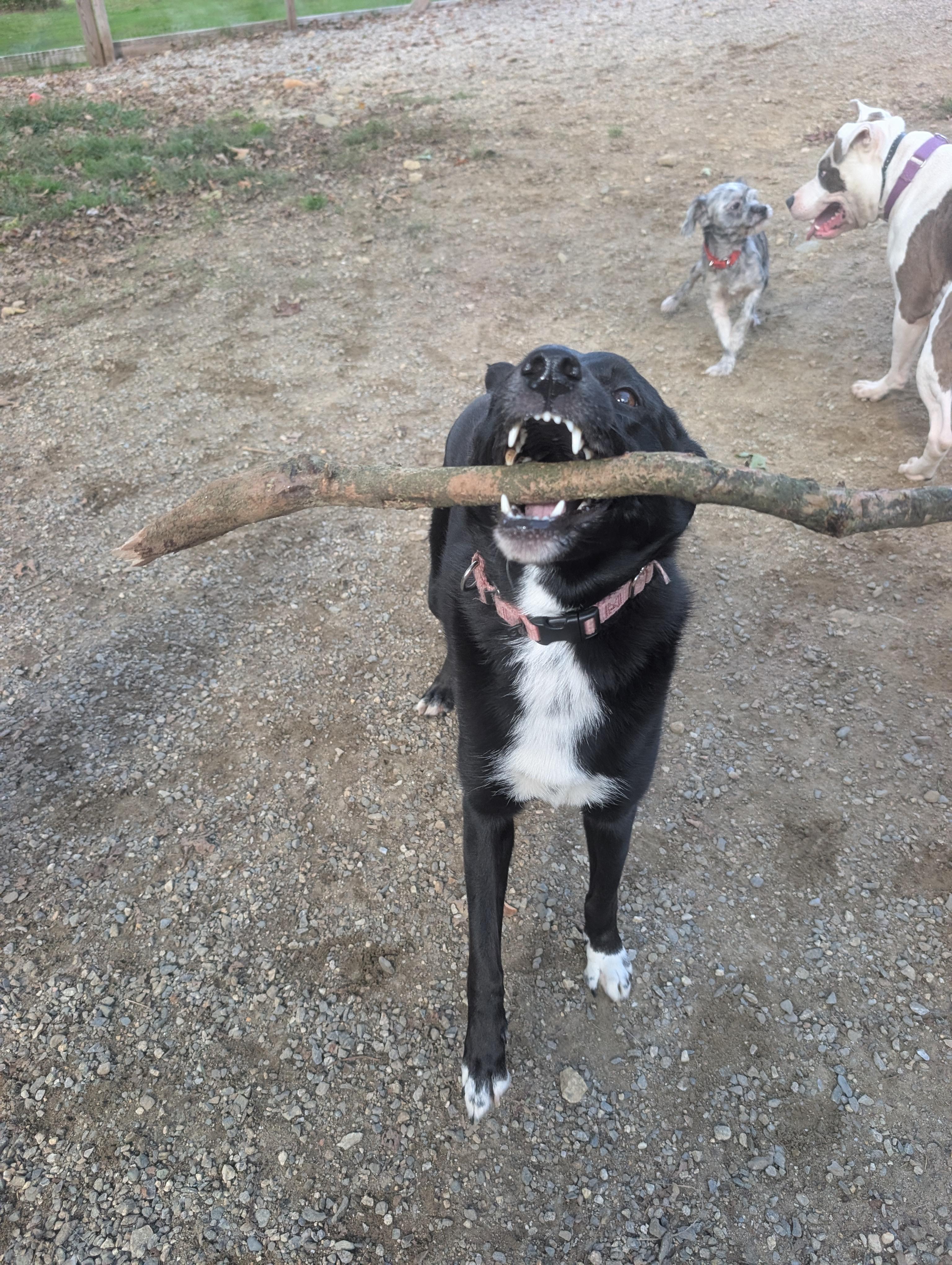 Enlarge Sweet Pea, a Adoptable mixed breed in Mansfield Center, CT image 6/6