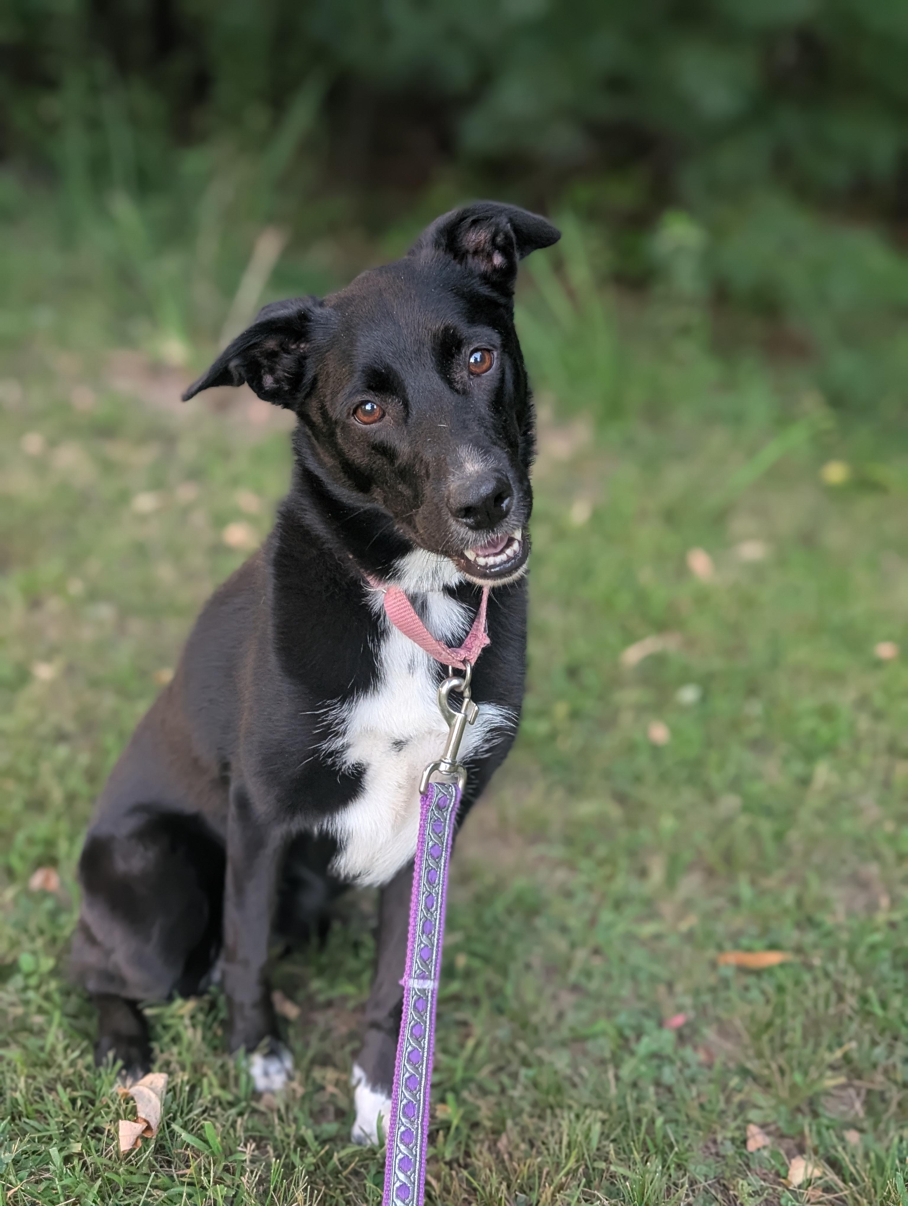 Enlarge Sweet Pea, a Adoptable mixed breed in Mansfield Center, CT image 5/5