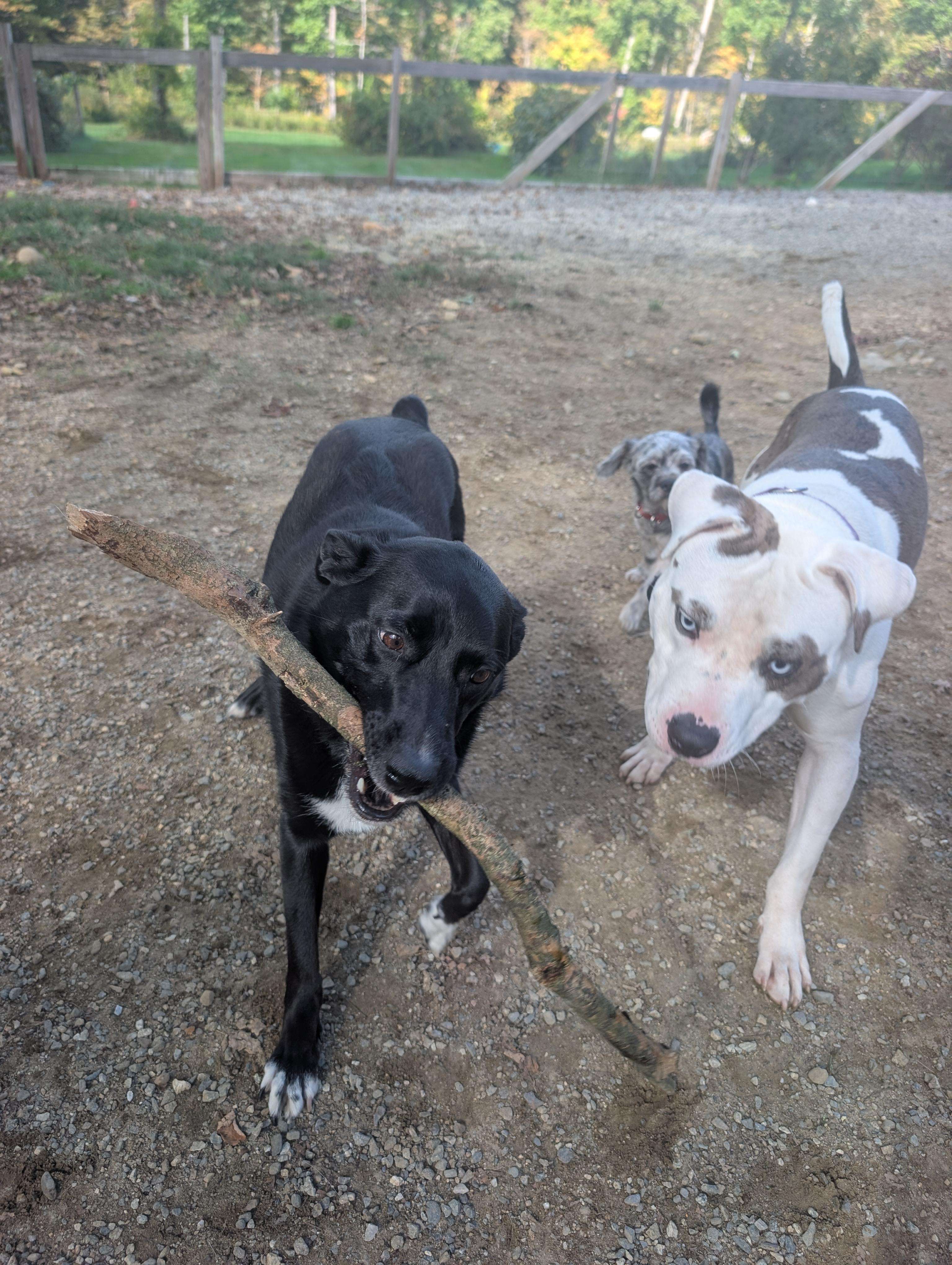Enlarge Sweet Pea, a Adoptable mixed breed in Mansfield Center, CT image 5/6