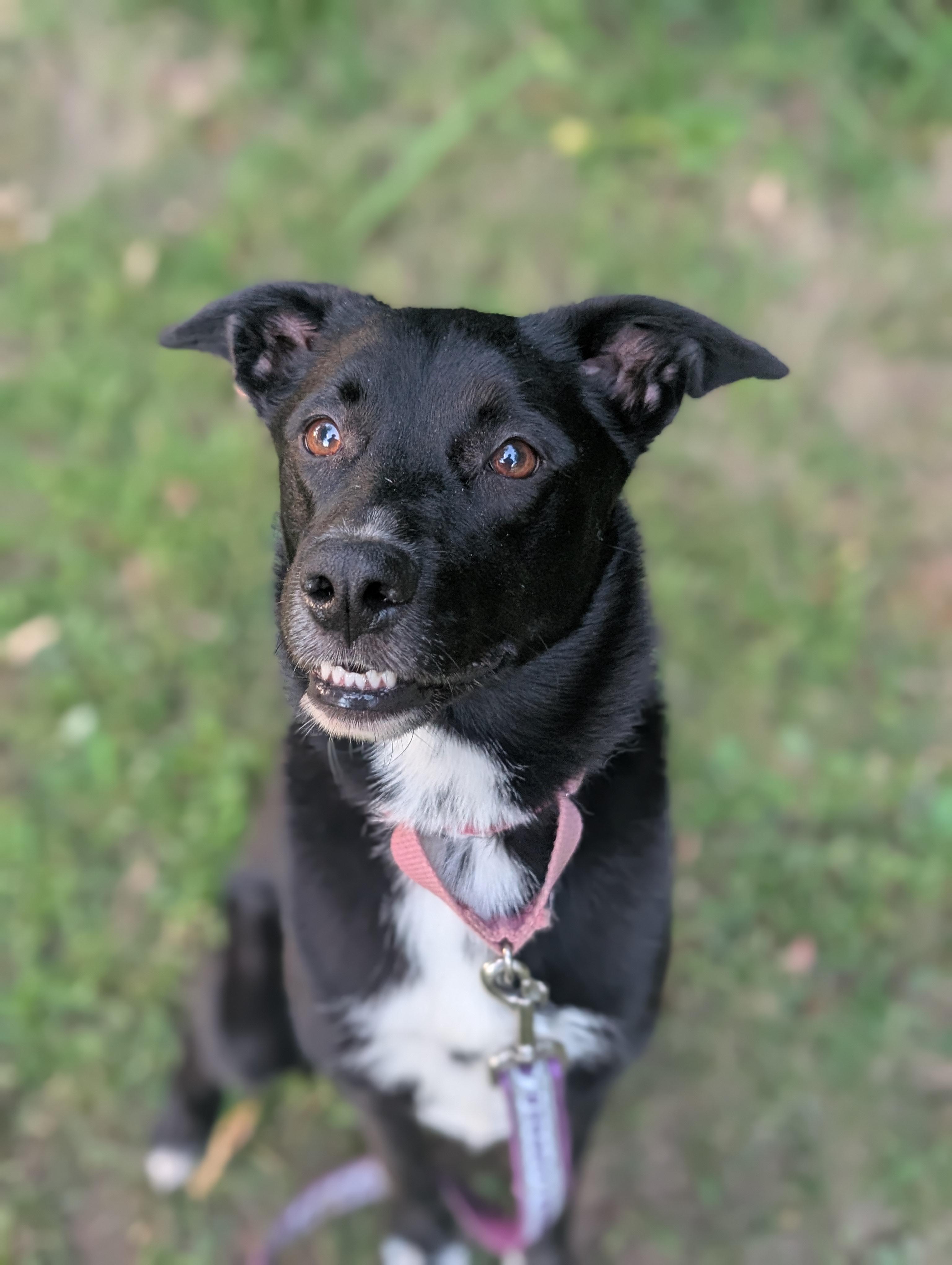 Enlarge Sweet Pea, a Adoptable mixed breed in Mansfield Center, CT image 3/5