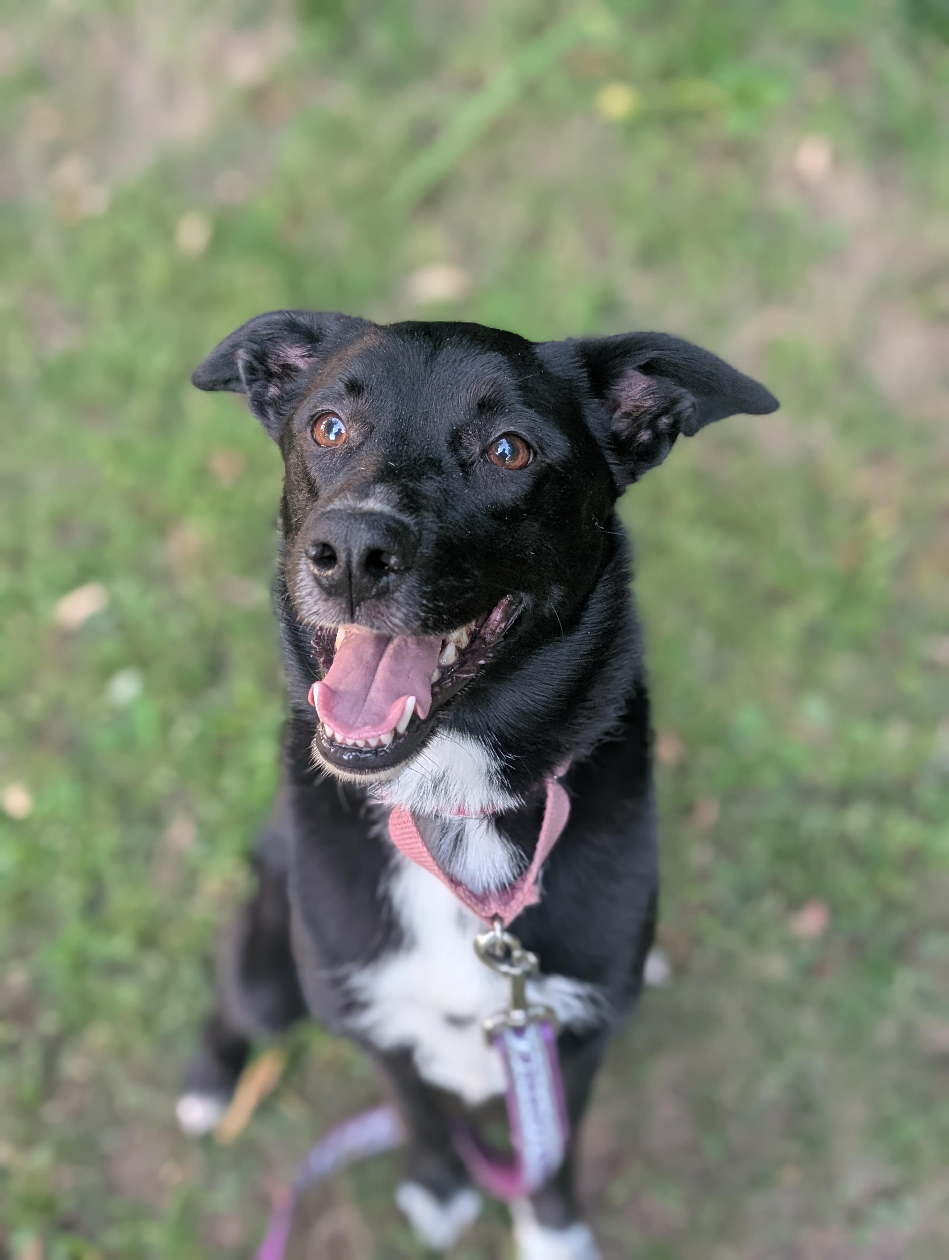 Enlarge Sweet Pea, a Adoptable mixed breed in Mansfield Center, CT image 2/5