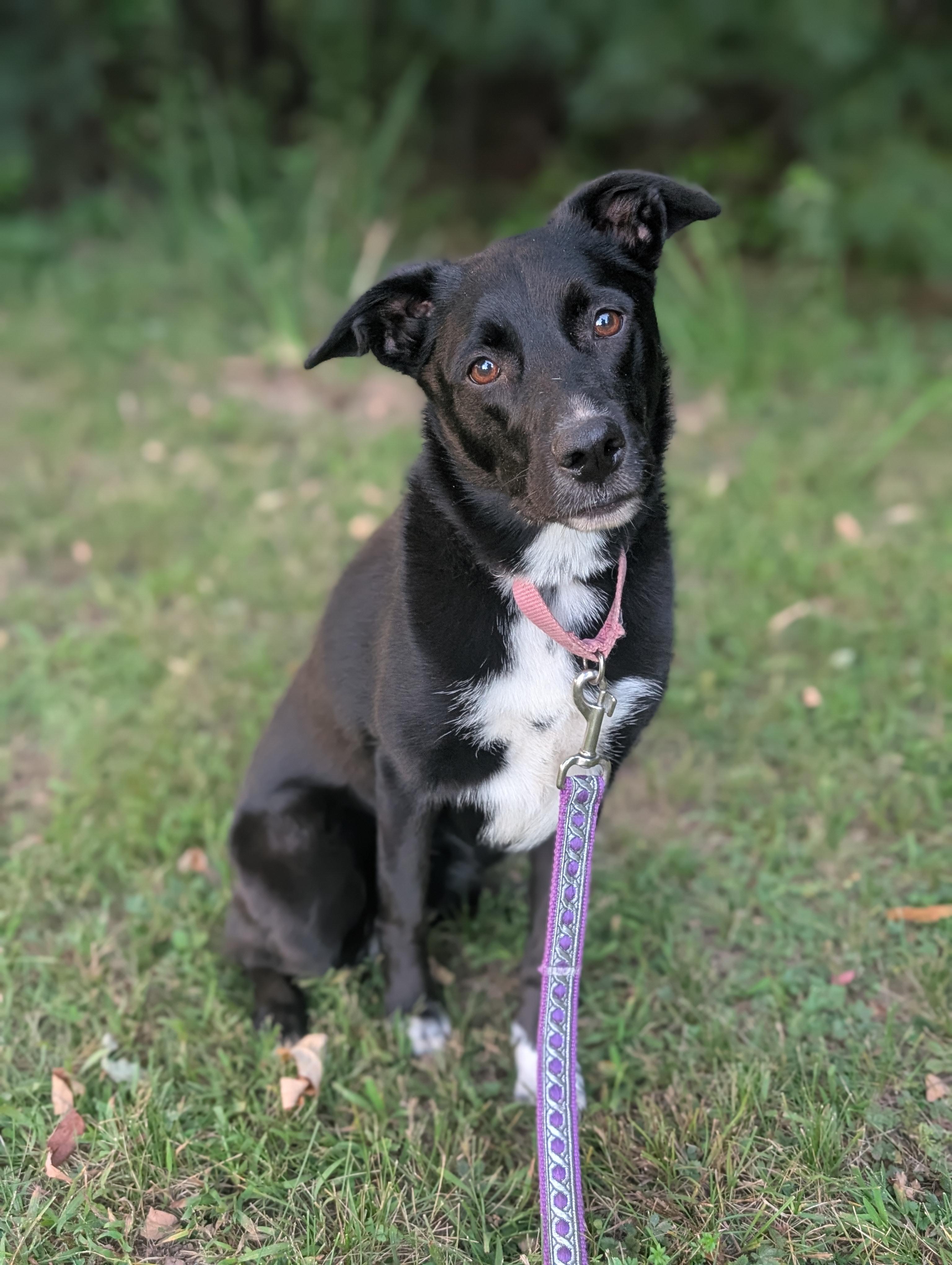 Enlarge Sweet Pea, a Adoptable mixed breed in Mansfield Center, CT image 4/5