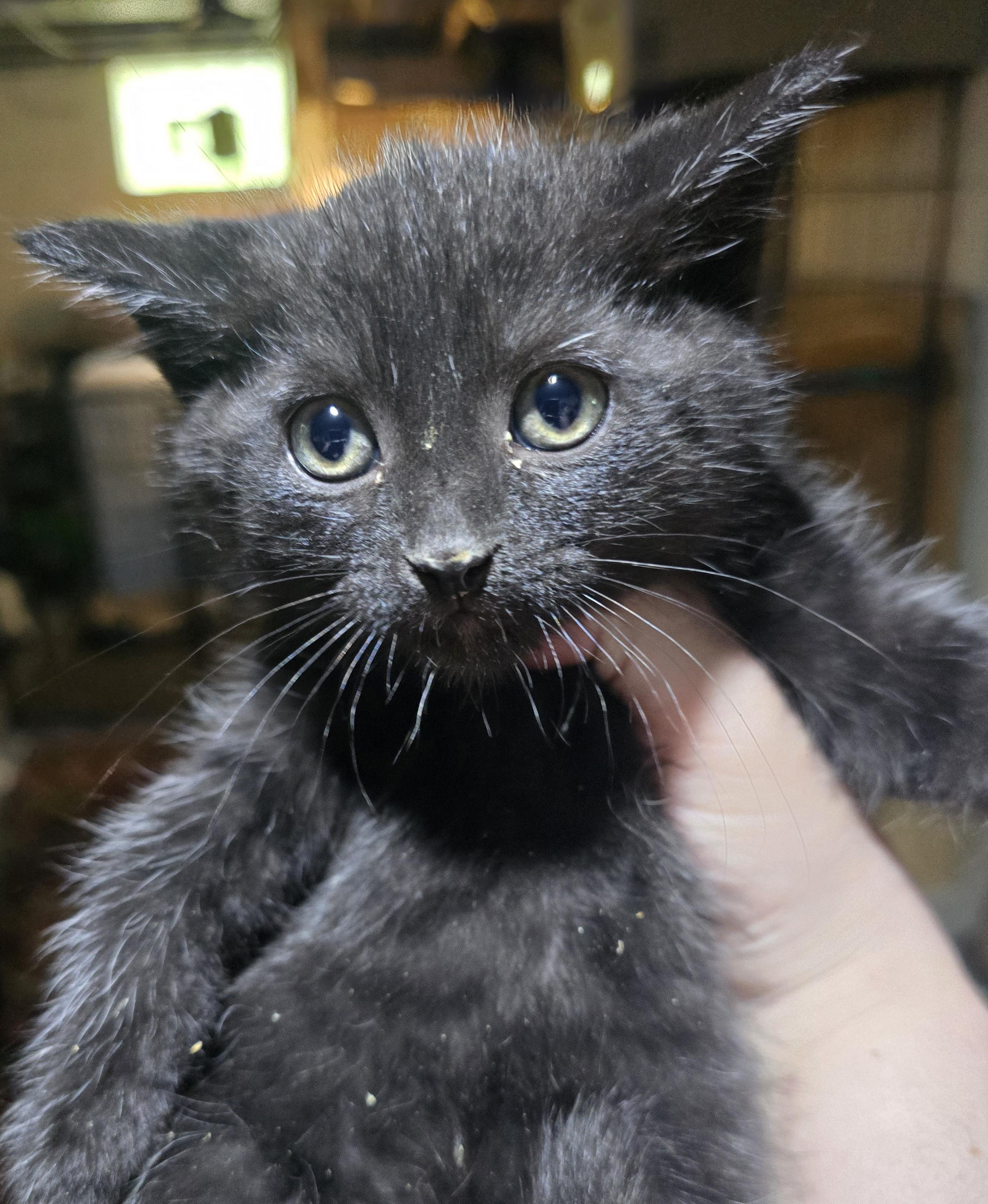 Enlarge Blackpanther, a ADOPTABLE Domestic Short Hair in Elizabeth, PA image 2/3