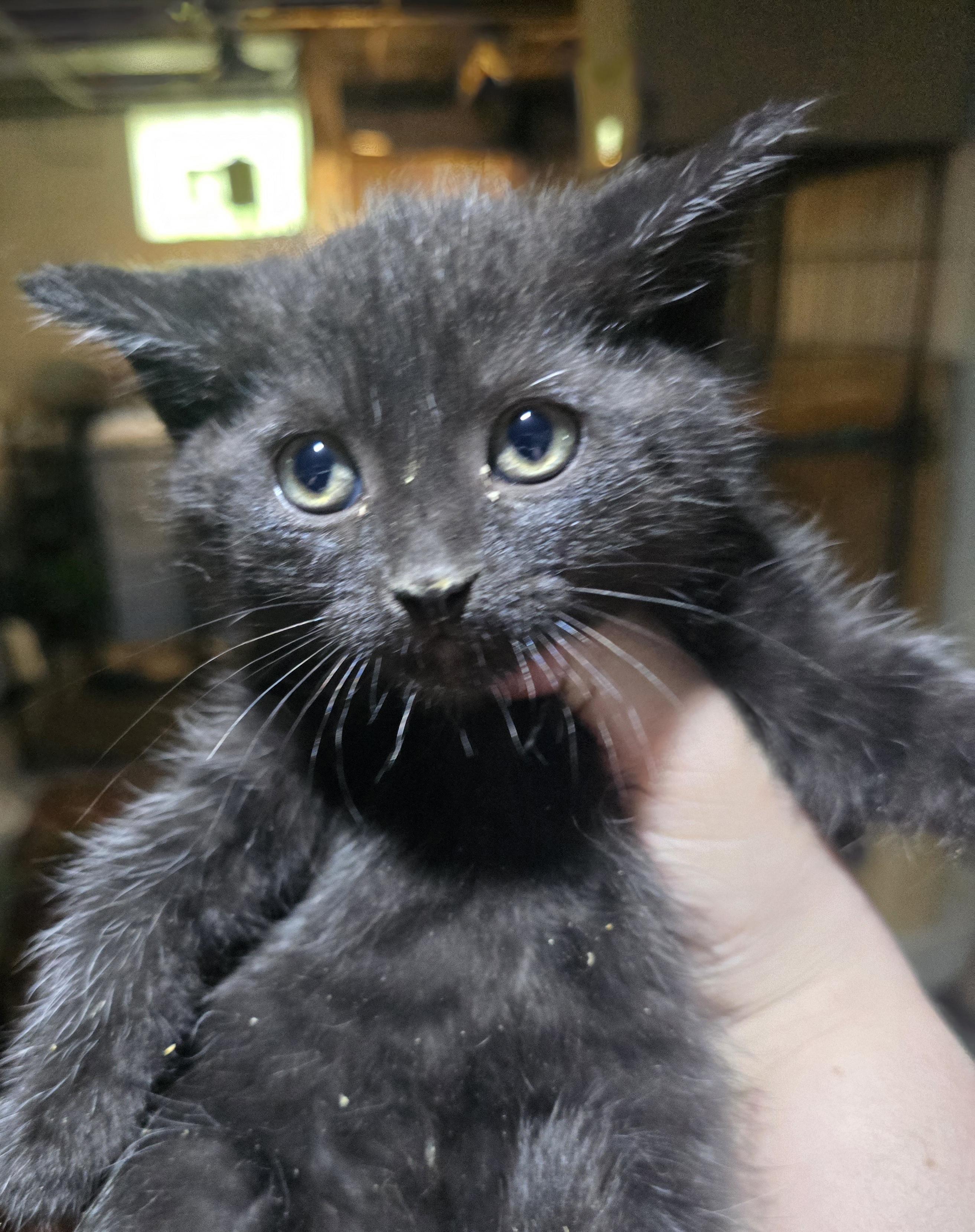 Enlarge Blackpanther, a ADOPTABLE Domestic Short Hair in Elizabeth, PA image 3/3