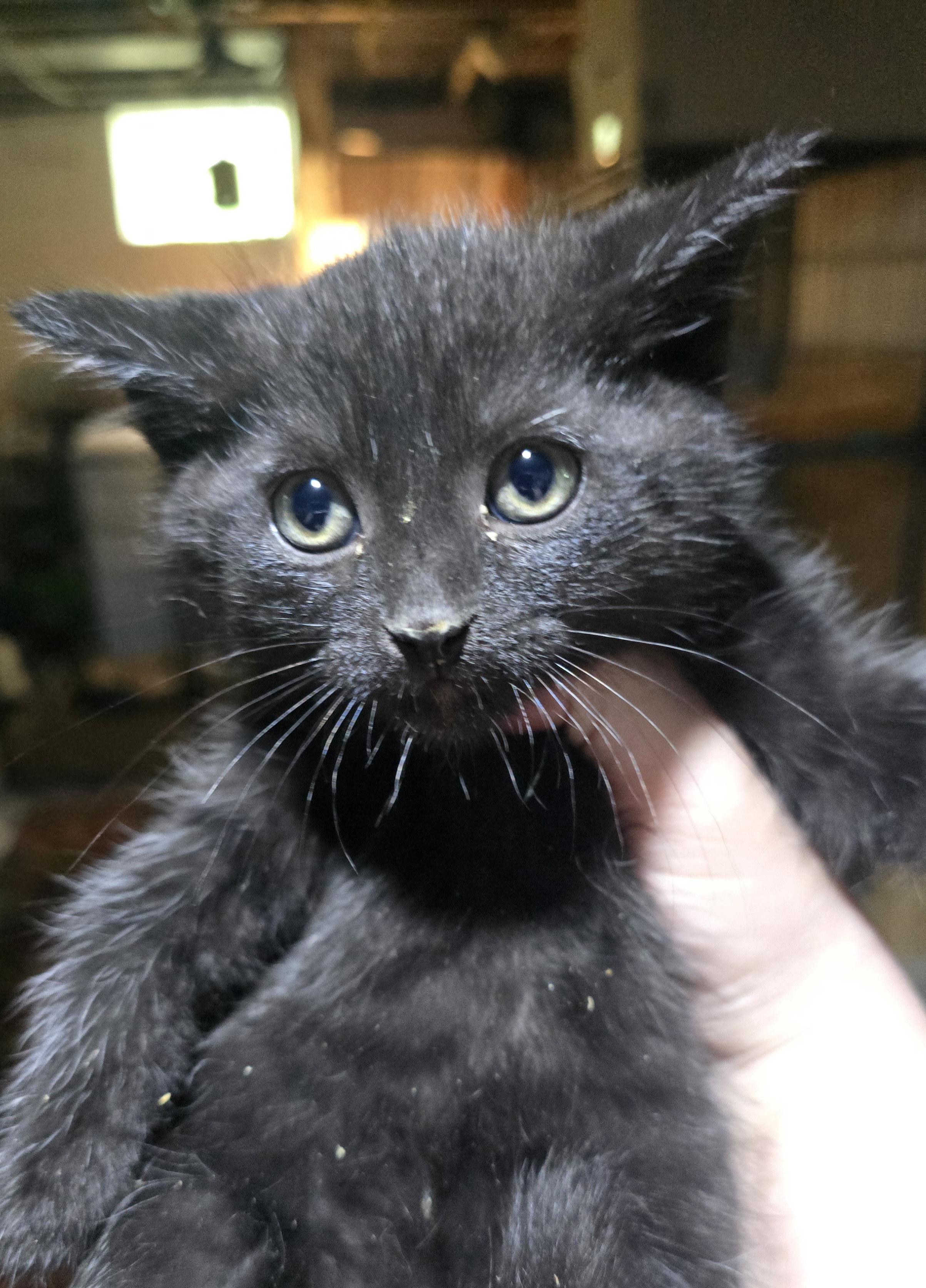 Enlarge Blackpanther, a ADOPTABLE Domestic Short Hair in Elizabeth, PA image 1/3