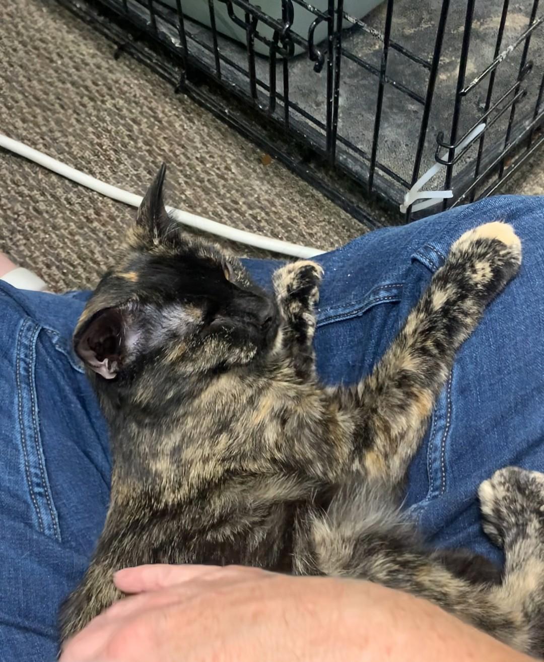 Chiclet, Adoptable, Young Female Domestic Short Hair.