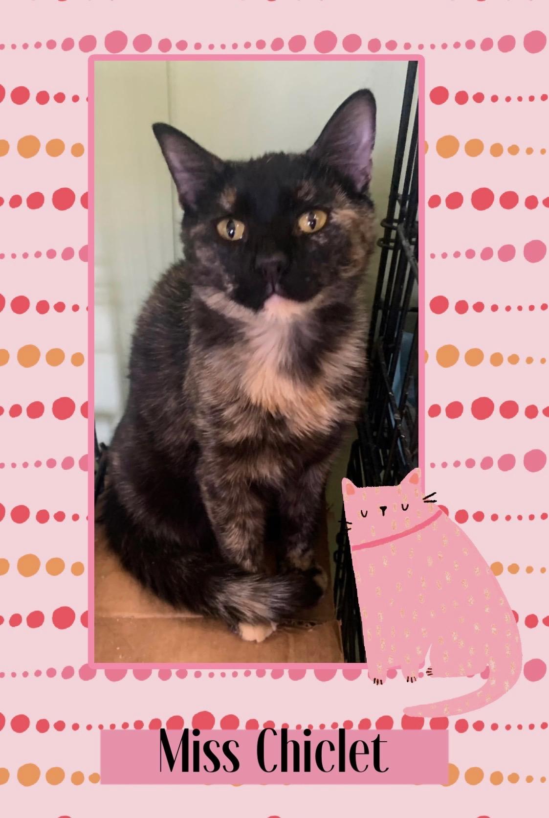 Chiclet, a ADOPTABLE Domestic Short Hair in Kearney, NE image 1/2