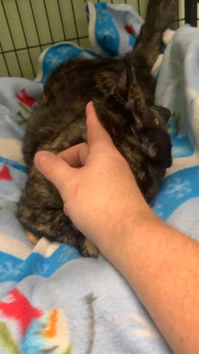Enlarge Chiclet, a ADOPTABLE Domestic Short Hair in Kearney, NE video 2/2