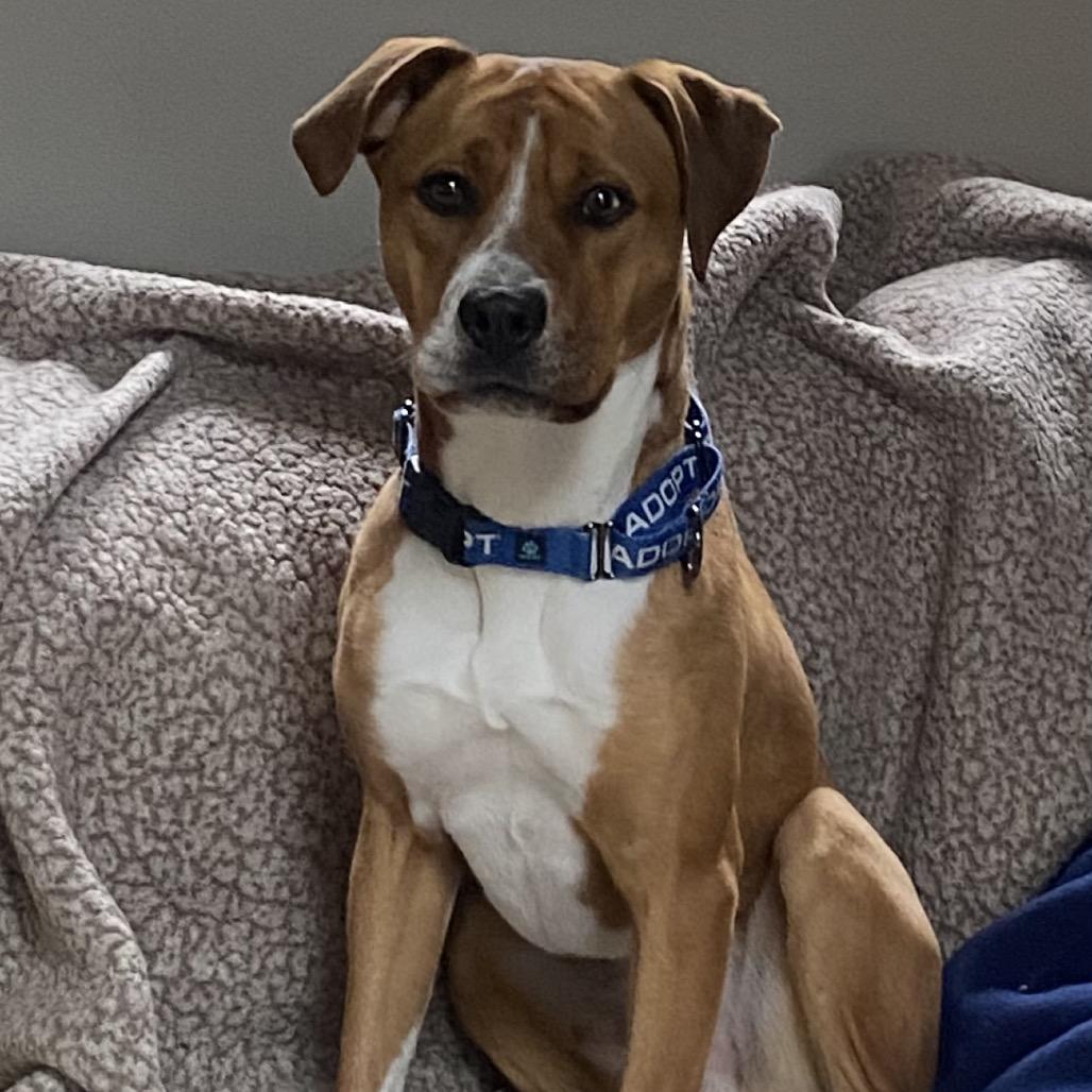 Enlarge Chipper, a Adoptable mixed breed in Austell, GA image 1/6