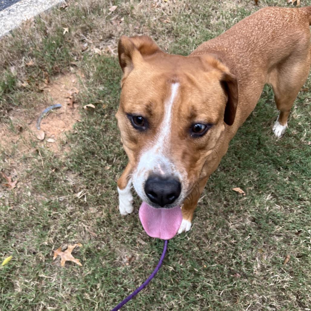 Chipper, a Adoptable mixed breed in Austell, GA image 1/6
