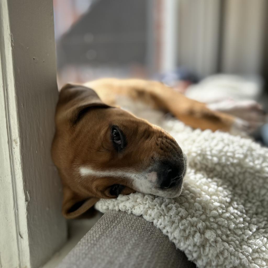 Enlarge Chipper, a Adoptable mixed breed in Austell, GA image 2/6