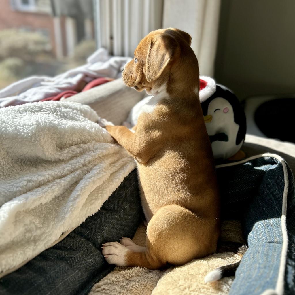 Enlarge Chipper, a Adoptable mixed breed in Austell, GA image 3/6