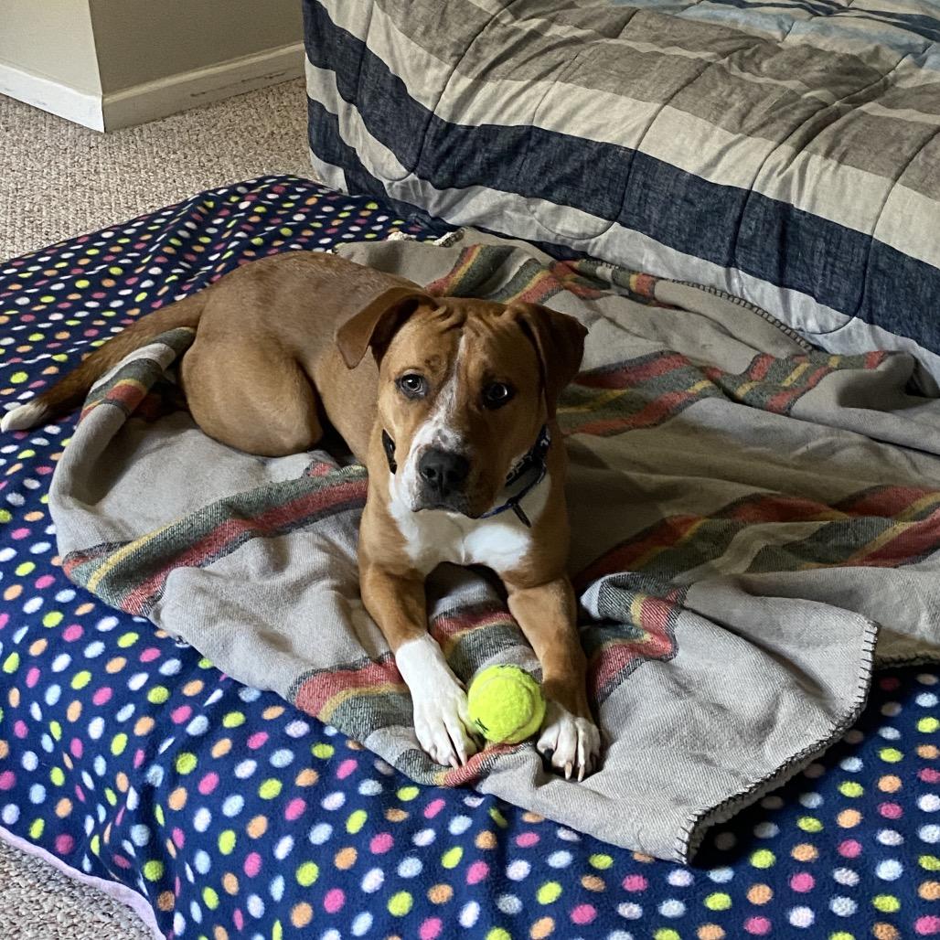 Chipper, a Adoptable mixed breed in Austell, GA image 2/6