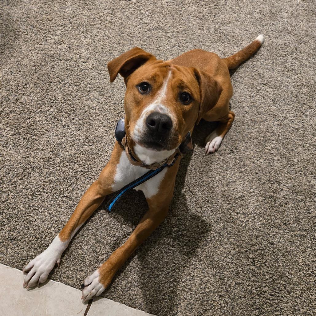 Chipper, a Adoptable mixed breed in Austell, GA image 3/6