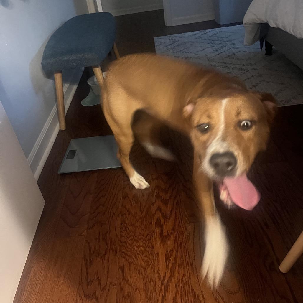 Chipper, a Adoptable mixed breed in Austell, GA image 4/6