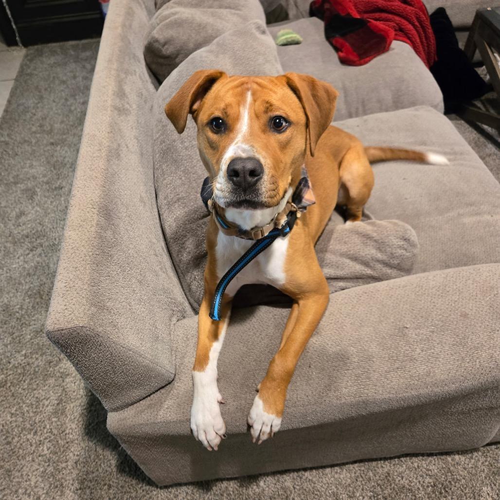 Chipper, a Adoptable mixed breed in Austell, GA image 5/6