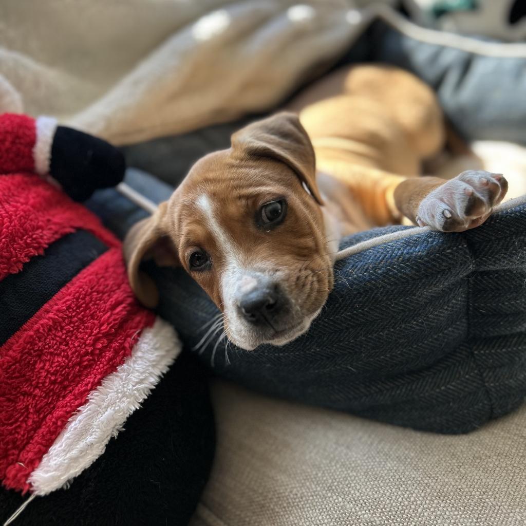 Enlarge Chipper, a Adoptable mixed breed in Austell, GA image 4/6